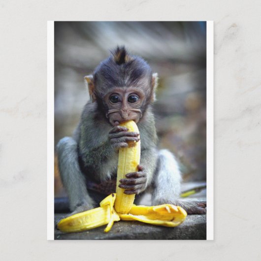 Leuke baby macaque aap die banaan eten briefkaart (Voorkant)