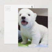 Leuke baby polarbear briefkaart (Voorkant / Achterkant)