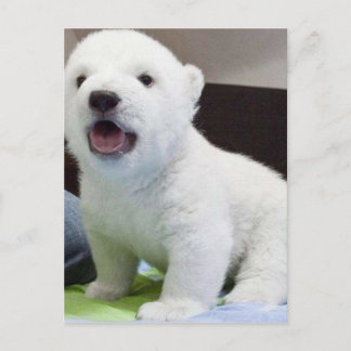 Leuke baby polarbear briefkaart