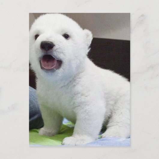Leuke baby polarbear briefkaart (Voorkant)