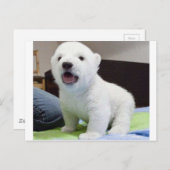 Leuke baby polarbear briefkaart (Voorkant / Achterkant)