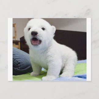 Leuke baby polarbear briefkaart