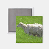 Leuke Baby Sheep Nursing Fotografie Magnet (Voorkant / Achterkant)