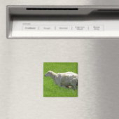 Leuke Baby Sheep Nursing Fotografie Magnet (Insitu (Vaatwasser))