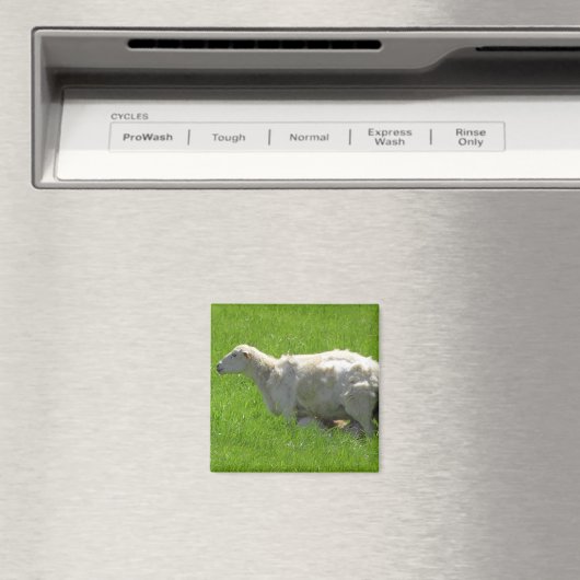 Leuke Baby Sheep Nursing Fotografie Magnet (Insitu (Vaatwasser))