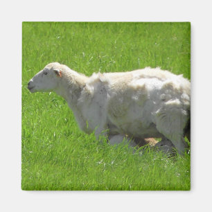 Leuke Baby Sheep Nursing Fotografie Magnet