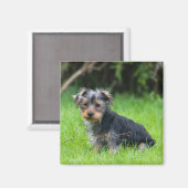 Leuke baby yorkie puppy droevige ogen expressie fo magneet (Voorkant / Achterkant)