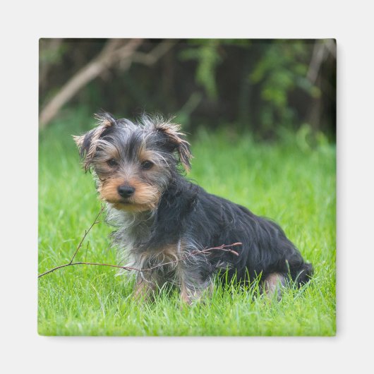 Leuke baby yorkie puppy droevige ogen expressie fo magneet (Voorkant)
