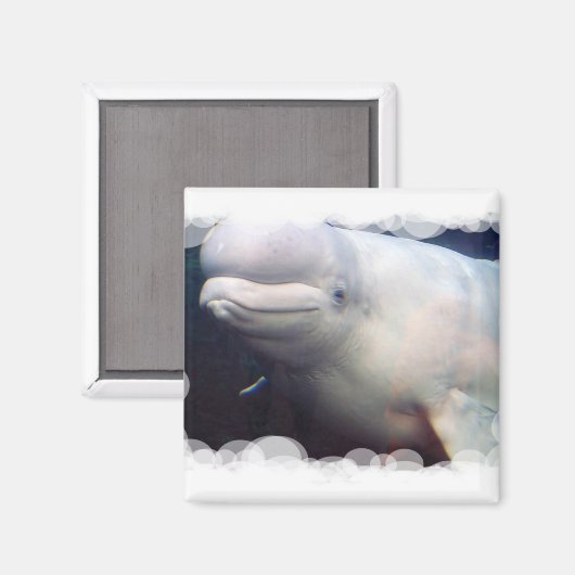 Leuke Beluga walvis magneet (Voorkant / Achterkant)