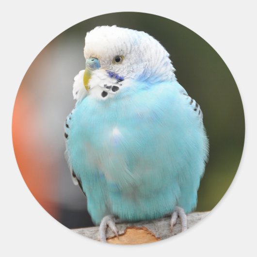 Leuke Blauwe Budgie Vogel op een Boomtak Ronde Sticker (Voorkant)