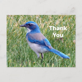 Leuke Blauwe Scrub Jay Vogel Foto Bedankt Briefkaart