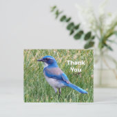 Leuke Blauwe Scrub Jay Vogel Foto Bedankt Briefkaart (Staand voorkant)