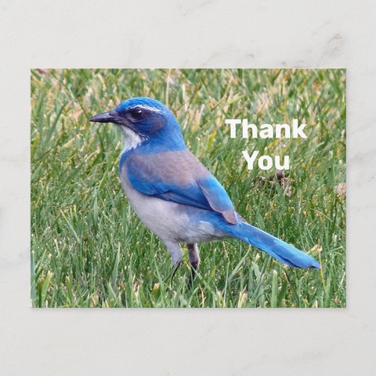 Leuke Blauwe Scrub Jay Vogel Foto Bedankt Briefkaart (Voorkant)