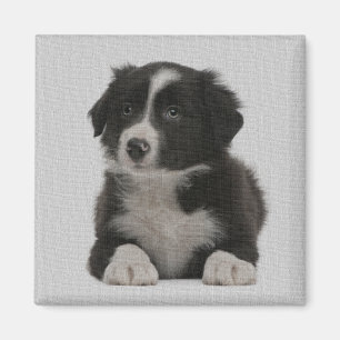 Leuke Border Collie Puppy Dog Custom Magnet