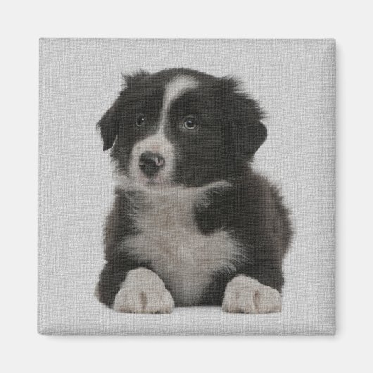 Leuke Border Collie Puppy Dog Custom Magnet (Voorkant)