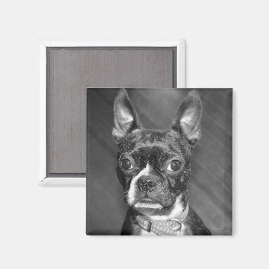Leuke Boston Terrier magneet (Voorkant / Achterkant)