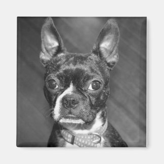 Leuke Boston Terrier magneet
