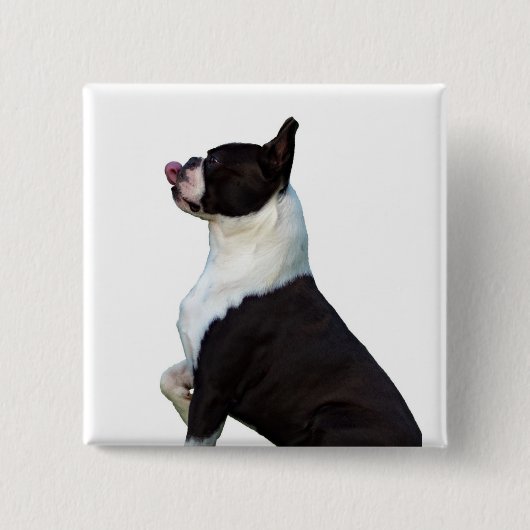 Leuke Boston Terrier Square Button (Voorkant)