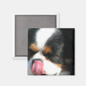 Leuke Cavalier Spanial Dog Magnet (Voorkant / Achterkant)