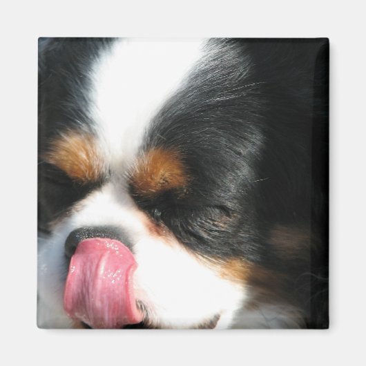 Leuke Cavalier Spanial Dog Magnet (Voorkant)