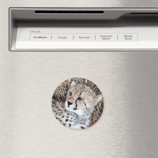 Leuke Cheetah Cub Foto Magneet (Insitu (Vaatwasser))