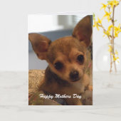 Leuke Chihuahua: De Kaart van de moederdag (Gele Bloem)