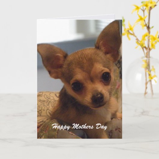 Leuke Chihuahua: De Kaart van de moederdag (Gele Bloem)