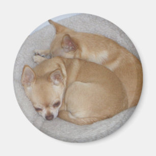 Leuke Chihuahua magneet
