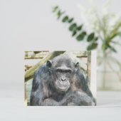 LEUKE CHIMPANSEES BRIEFKAART (Staand voorkant)