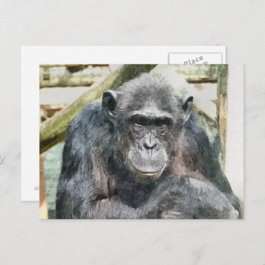 LEUKE CHIMPANSEES BRIEFKAART (Voorkant / Achterkant)