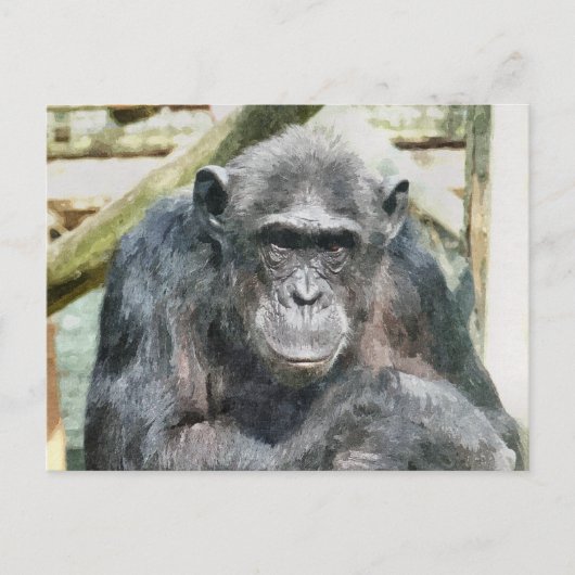 LEUKE CHIMPANSEES BRIEFKAART (Voorkant)