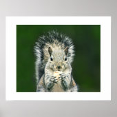 Leuke Close-up van deze achtertuin Cute Eekhoorn K Poster (Voorkant)