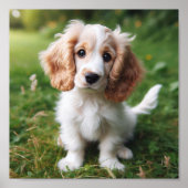Leuke Clumber Spaniel puppy Poster (Voorkant)