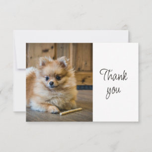 Leuke Cute Pomeranian Chihuahua Hond Dank Je Bedankkaart