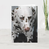 Leuke Dalmatische Wenskaarten Kaart (Voorkant)