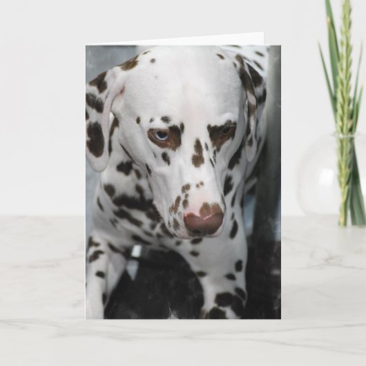 Leuke Dalmatische Wenskaarten Kaart (Voorkant)