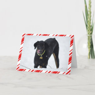 Leuke Doberman in de kaart van de Vakantie van de