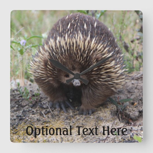 Leuke Echidna van Australië Vierkante Klok (Voorkant)