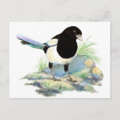 Leuke Ekster - de Vogel van de Waterverf Briefkaart (Voorkant)