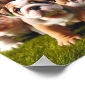 Leuke Engelse Bulldog puppies Poster (Hoek)