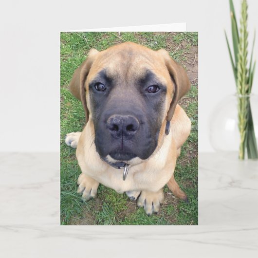 Leuke Engelse Mastiff de hondfoto van misser You- Kaart (Voorkant)