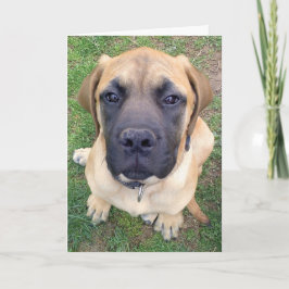 Leuke Engelse Mastiff de hondfoto van misser You- Kaart