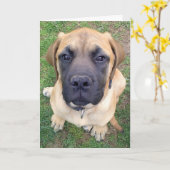 Leuke Engelse Mastiff de hondfoto van misser You- Kaart (Gele Bloem)