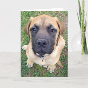 Leuke Engelse Mastiff de hondfoto van misser You- Kaart