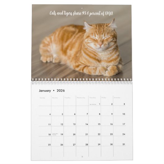 Leuke Feiten Kitten Kat Kalender (Jan 2026)