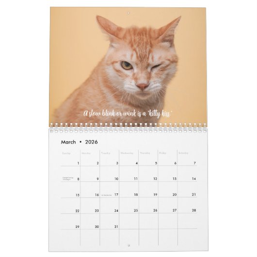 Leuke Feiten Kitten Kat Kalender (Mar 2026)