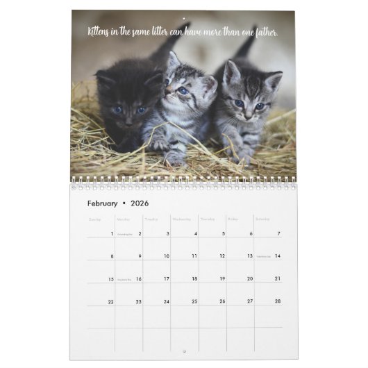 Leuke Feiten Kitten Kat Kalender (Feb 2026)