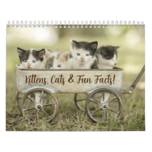 Leuke Feiten Kitten Kat Kalender