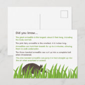 Leuke feiten over Armadillos Briefkaart (Voorkant / Achterkant)