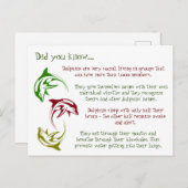 Leuke feiten over dolfijnen briefkaart (Voorkant / Achterkant)